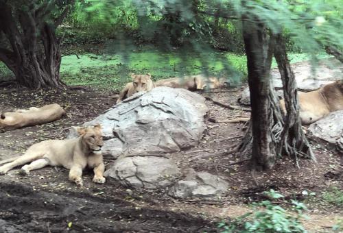 LINE ALBUM ทัศนศึกษาซาฟารีเวิลด์ ๒๒๐๘๐๖ 50