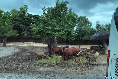 LINE ALBUM ทัศนศึกษาซาฟารีเวิลด์ ๒๒๐๘๐๖ 52