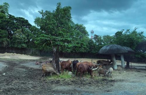 LINE ALBUM ทัศนศึกษาซาฟารีเวิลด์ ๒๒๐๘๐๖ 54