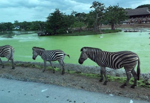 LINE ALBUM ทัศนศึกษาซาฟารีเวิลด์ ๒๒๐๘๐๖ 56