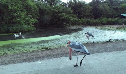 LINE ALBUM ทัศนศึกษาซาฟารีเวิลด์ ๒๒๐๘๐๖ 58